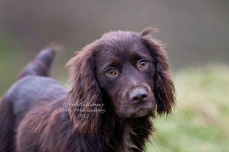 Cocker Spaniel Photography By Betty Fold Gallery Hawkshead Cumbria